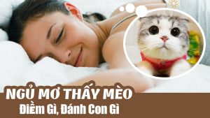 Mơ thấy mèo đánh số mấy