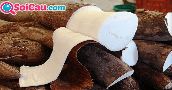 Ngủ mơ thấy củ sắn đánh số mấy? Ngủ mơ thấy củ sắn đánh số mấy?