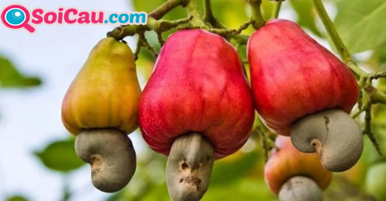 Ý nghĩa giấc mơ thấy hạt điều Ý nghĩa giấc mơ thấy hạt điều