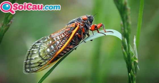 Ý nghĩa giấc mơ thấy con ve sầu Ý nghĩa giấc mơ thấy con ve sầu